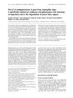 Tài liệu Báo cáo Y học: The b-1,4-endogalactanase A gene from Aspergillus niger is speciﬁcally induced on arabinose and galacturonic acid and plays an important role in the degradation of pectic hairy regions pdf