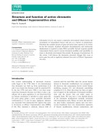Tài liệu Báo cáo khoa học: Structure and function of active chromatin and DNase I hypersensitive sites pdf