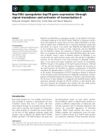 Tài liệu Báo cáo khoa học: Hsp105b upregulates hsp70 gene expression through signal transducer and activator of transcription-3 pdf