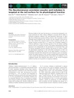 Tài liệu Báo cáo khoa học: The Saccharomyces cerevisiae vacuolar acid trehalase is targeted at the cell surface for its physiological function docx