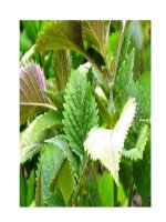 Tài liệu Bài thuốc trị bệnh thủy đậu pot