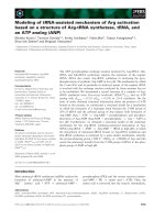 Tài liệu Báo cáo khoa học: Modeling of tRNA-assisted mechanism of Arg activation based on a structure of Arg-tRNA synthetase, tRNA, and an ATP analog (ANP) ppt