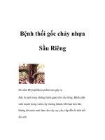 Tài liệu Bệnh thối gốc chảy nhựa Sầu Riêng pdf