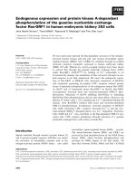 Tài liệu Báo cáo khoa học: Endogenous expression and protein kinase A-dependent phosphorylation of the guanine nucleotide exchange factor Ras-GRF1 in human embryonic kidney 293 cells pptx