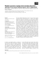 Tài liệu Báo cáo khoa học: Multiple promoters regulate tissue-speciﬁc alternative splicing of the human kallikrein gene, KLK11⁄hippostasin ppt