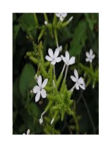 Tài liệu Bài thuốc điều trị viêm loét dạ dày tá tràng potx