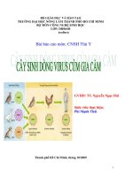 Tài liệu Tiểu luận:Cây sinh dòng virus cúm gia cầm pptx