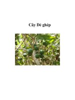 Tài liệu Cây Dẻ ghép doc