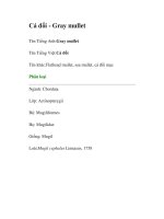 Tài liệu Cá đối - Gray mullet pptx