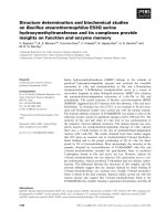 Tài liệu Báo cáo khoa học: Structure determination and biochemical studies on Bacillus stearothermophilus E53Q serine hydroxymethyltransferase and its complexes provide insights on function and enzyme memory doc