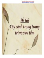 cây cảnh trong trang trí và sưu tầm