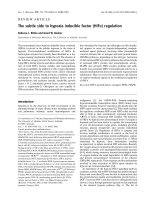 Tài liệu Báo cáo khoa học: The subtle side to hypoxia inducible factor (HIFa) regulation pdf