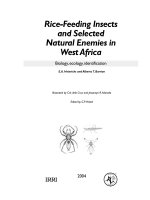 Tài liệu Rice-feeding Insects And Selected Natural Enemies In West Africa - Biology, Ecology, Identification doc