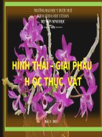 Tài liệu HÌNH THÁI - GIẢI PHẪU H ỌC THỰC VẬT - Lá docx