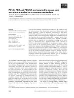 Tài liệu Báo cáo khoa học: PC1⁄3, PC2 and PC5⁄6A are targeted to dense core secretory granules by a common mechanism doc