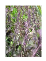 Tài liệu Thảo dược làm giảm stress pot