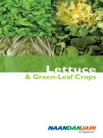 Tài liệu Lettuce & Green-Leaf Crops potx