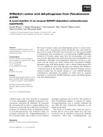 Tài liệu Báo cáo khoa học: N-Methyl-L-amino acid dehydrogenase from Pseudomonas putida A novel member of an unusual NAD(P)-dependent oxidoreductase superfamily ppt