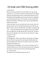 Tài liệu Kỹ thuật nuôi CRĐ thương phẩm docx