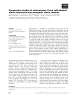 Tài liệu Báo cáo khoa học: Comparative studies of endonuclease I from cold-adapted Vibrio salmonicida and mesophilic Vibrio cholerae docx