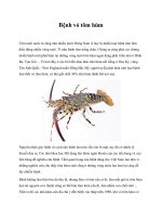 Tài liệu Bệnh vỏ tôm hùm pdf