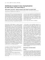 Tài liệu Báo cáo Y học: Identiﬁcation of syntaxin-1A sites of phosphorylation by casein kinase I and casein kinase II ppt
