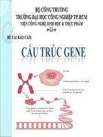 Tài liệu Cấu trúc gen pptx