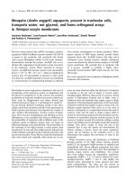 Tài liệu Báo cáo khoa học: Mosquito (Aedes aegypti ) aquaporin, present in tracheolar cells, transports water, not glycerol, and forms orthogonal arrays in Xenopus oocyte membranes docx