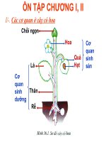 Bài giảng điện tử môn sinh học: Ôn tập cây có hoa potx