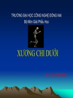 bài giảng xương chi dưới - gv. vũ văn tiến