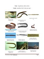 Anguillidae (họ cá chình nước ngọt)