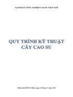 Quy trình kỹ thuật cây cao su
