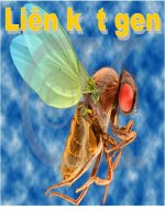 Bài giảng điện tử môn hóa học: Liên kết gen pptx