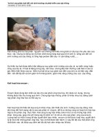 Vai trò của phân kali đối với sinh trưởng và phát triển của cây trồng