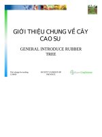 giới thiệu chung về cây cao su