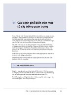 các bệnh phổ biến trên một số cây trồng quan trọng