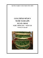 GIÁO TRÌNH mô ĐUN  NUÔI tằm lớn