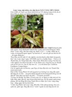 lược vàng mật nhân