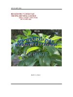 đề tài quy trình sản xuất đường từ cây cỏ ngọt