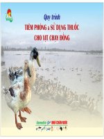 quy trình nuôi vịt chạy đồng