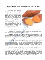 Kỹ thuật trồng khoai lang ruột vàng k51 xuất khẩu