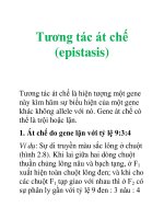 Tài liệu Tương tác át chế (epistasis) ppt