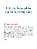 Tài liệu Hệ tuần hoàn phân ngành có xương sống pptx