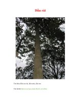 Tài liệu Dầu rái pdf