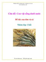 Tài liệu Chủ đề: Con vật sống dưới nước - Đề tài: cua tôm và cá - Nhóm lớp: Chồi ppt