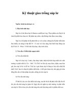 Tài liệu Kỹ thuật gieo trồng súp lơ doc