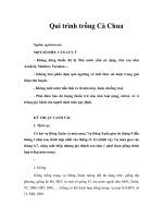 Tài liệu Qui trình trồng Cà Chua doc