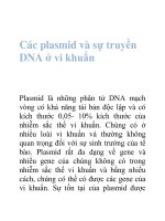 Tài liệu Các plasmid và sự truyền DNA ở vi khuẩn doc