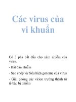 Tài liệu Các virus của vi khuẩn pptx
