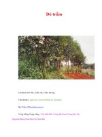 Tài liệu Dó trầm pdf
